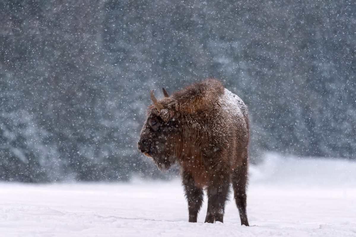 Belarussian Aurochs Or Bison Bonasus. Great European Brown Bison ( Wisent ), One Of The Zoological Attraction Of Bialowieza Forest, Belarus. Lonely Endangered Wild Bull During A Snowfall.Let It Snow