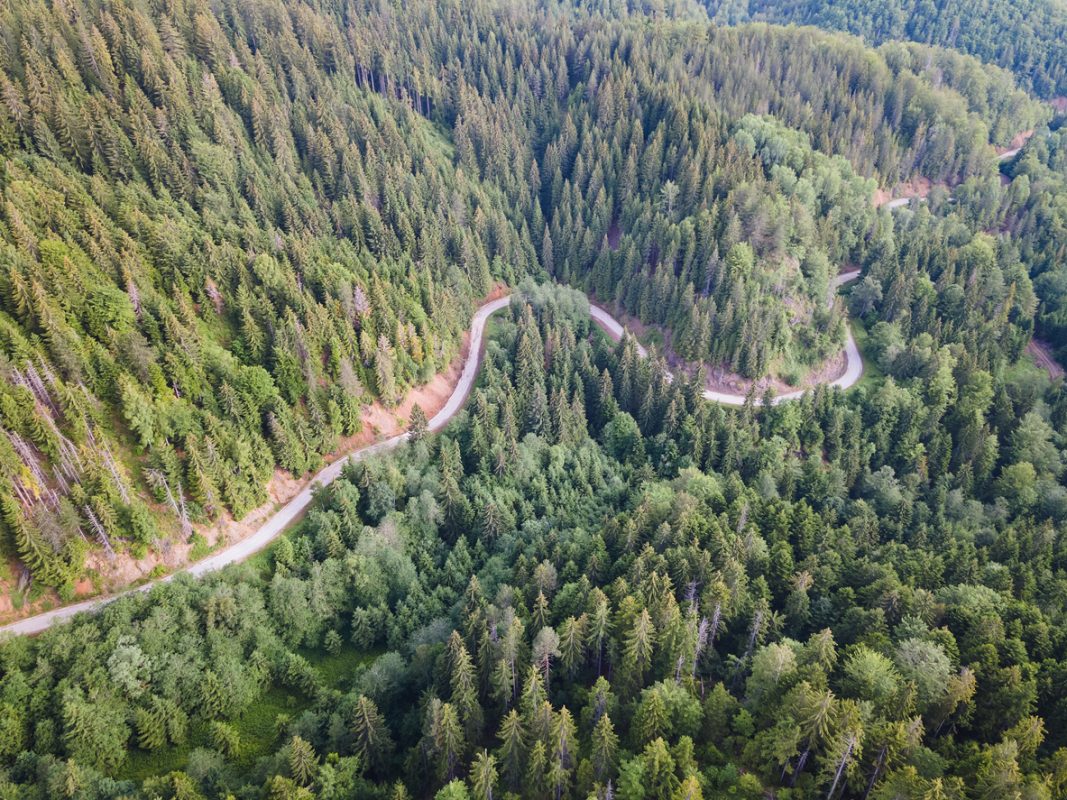 Aerial View Of Road In The Pine Forest. Nature outdoors travel destination, National park Tara, Serbia