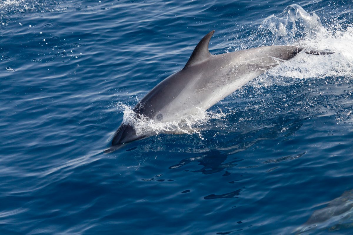 Dolphin jump at the coast of Gran Canaria, Spain