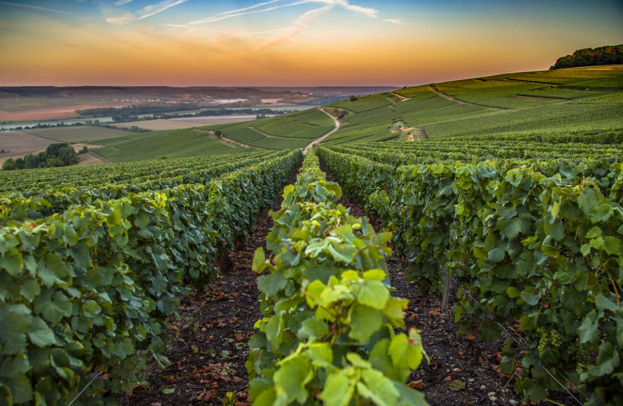 Champagne region in France. A beautiful view during the sunrise.