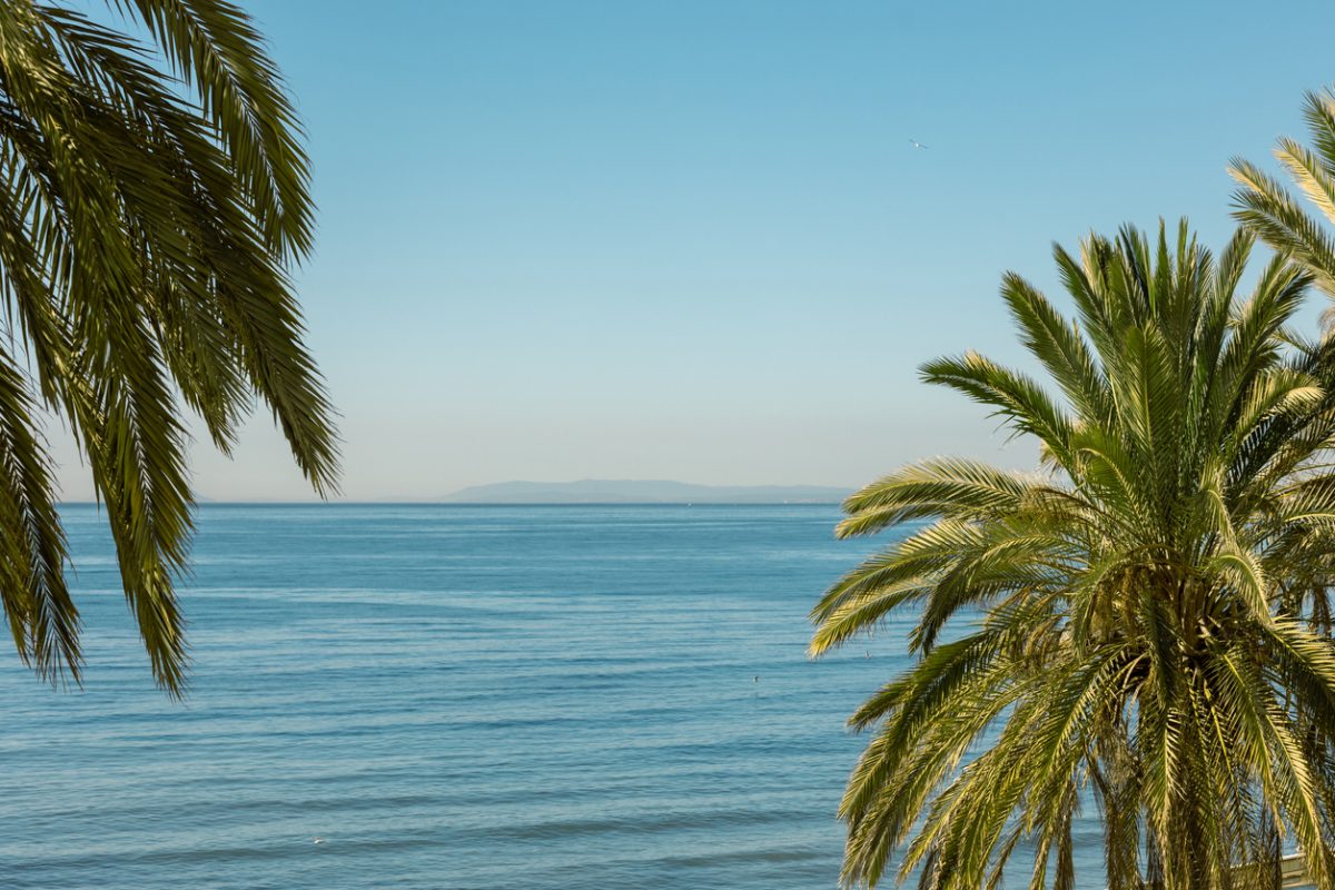 palm trees in sunny day on blue sea and sky background