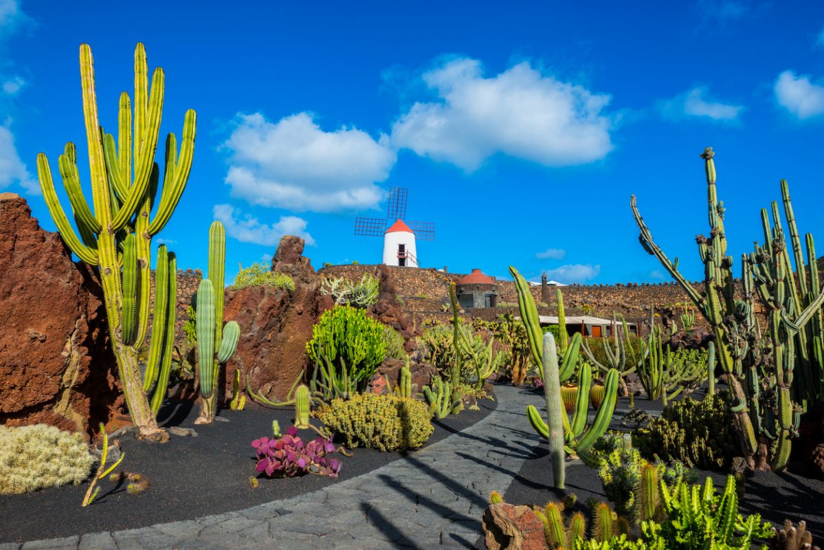 Cactus garden in Lanzarote, Canary Islands, Spain