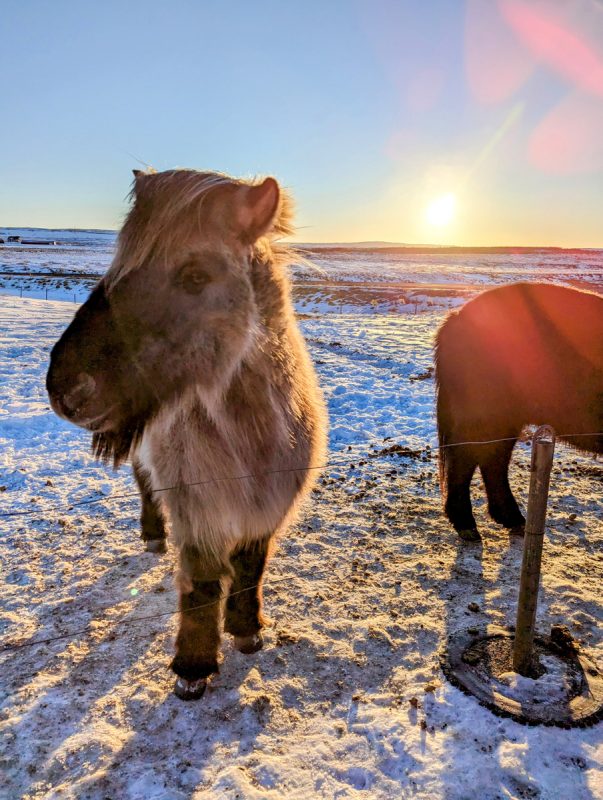 A furry Icelandic horse standing on the side of the road of the Golden Circle in winter.