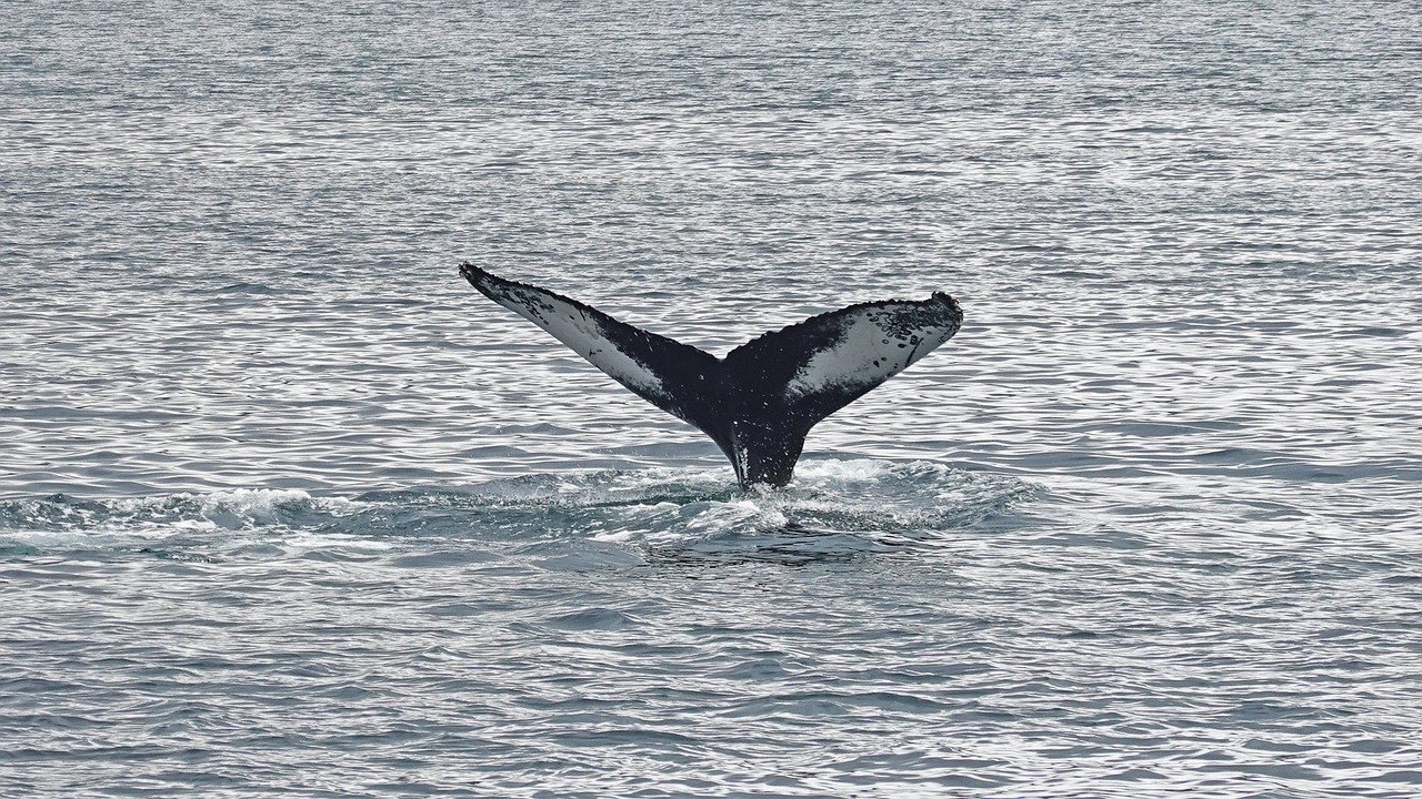 Whale tail flipping out of the water in Iceland.
