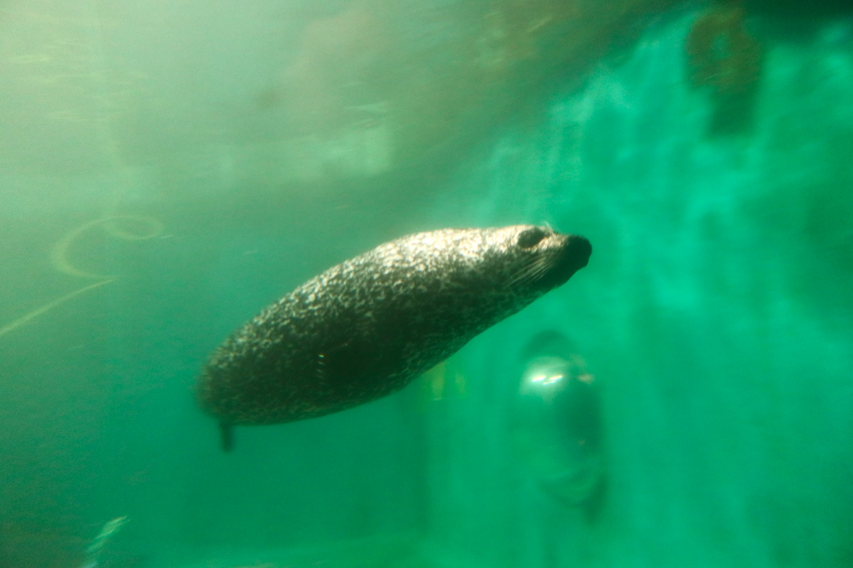 Seals at Polaria, swimming through the blue water of an underwater tunnel