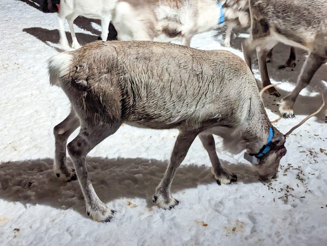 Reindeer at a Sami camp, grazing in the snow