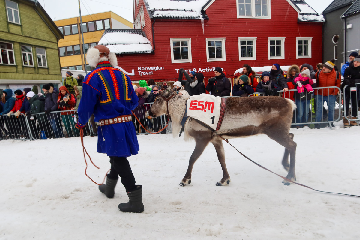 Man leading a reindeer along the snow-covered street in Tromso