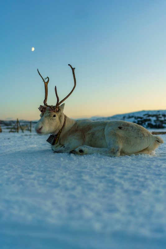 A reindeer sitting in the snow in Tromso, with sunset on the horizon. 