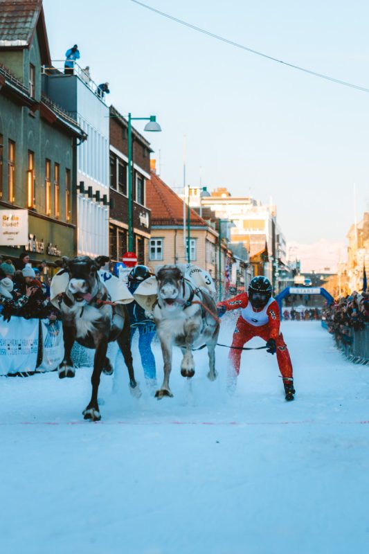 Reindeer racing in Tromso in Norway