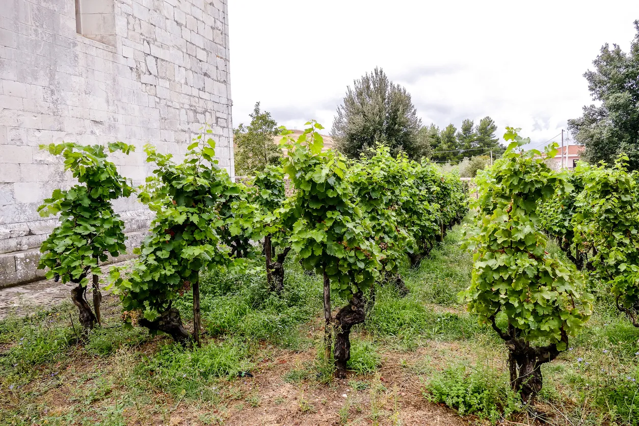 Vineyards in La Geria Lanzarote canary islands Spain