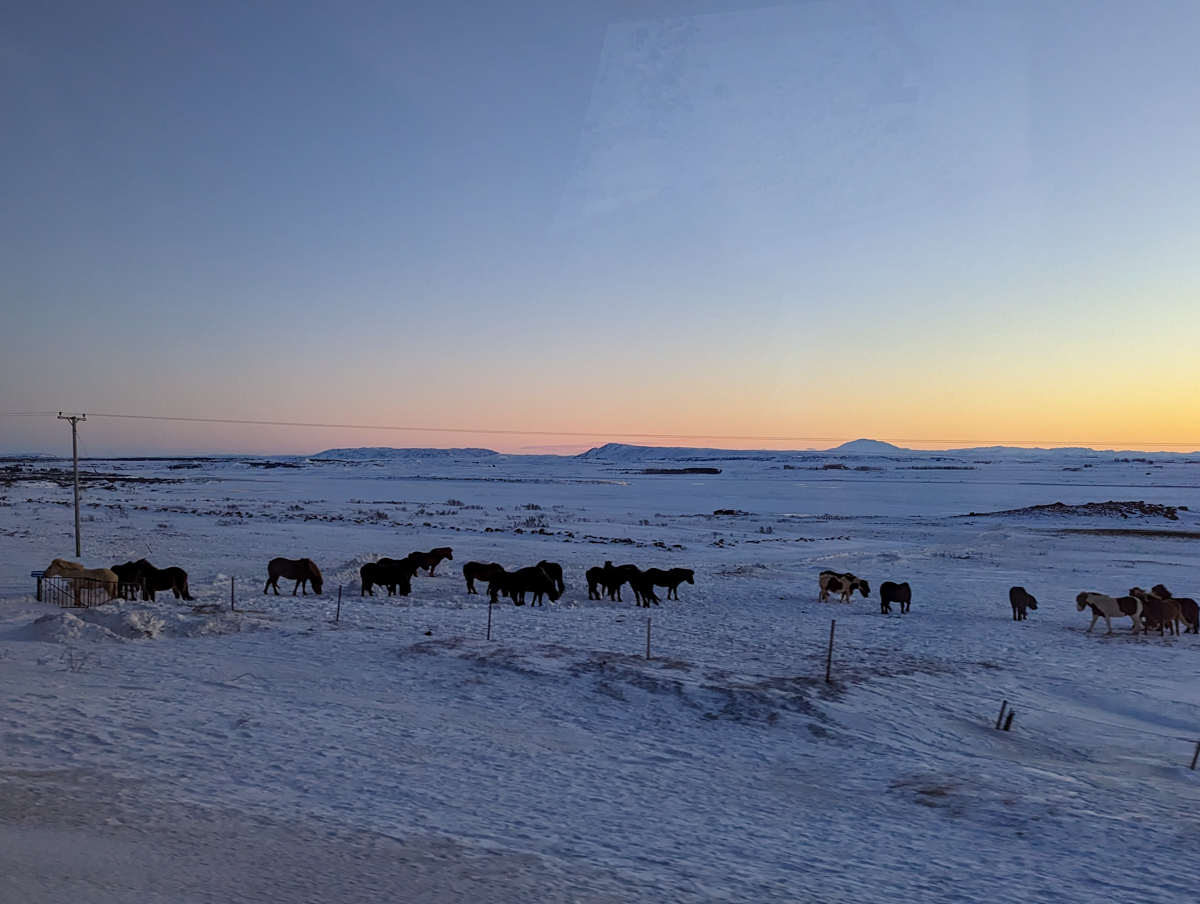 Horses on the Golden Circle in Iceland, with the sunrise in the background. Taken from a coach window.