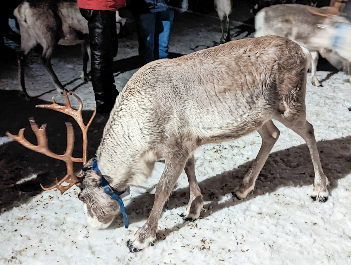 Reindeer exploring snow at a reindeer Sami camp.