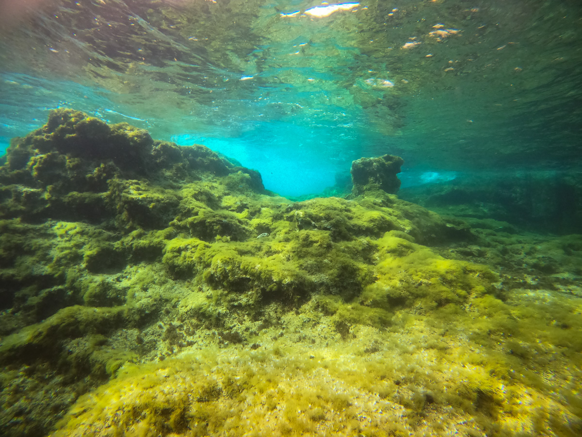 The reef floor from the Cirkewwa Dive Site