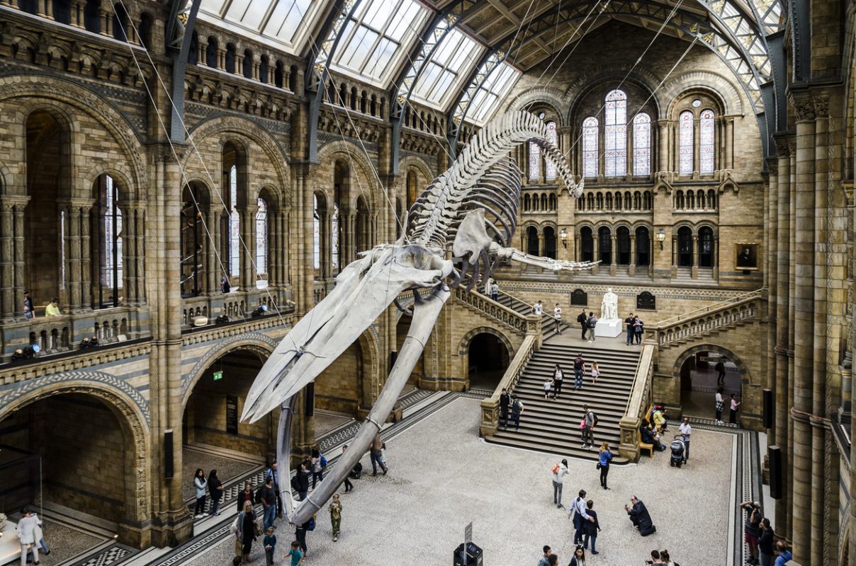 Blue Whale skeleton at the British Natural History Museum. It overhangs the Hintze Hall
