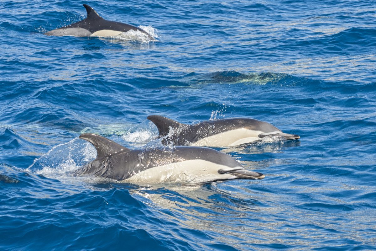 Dolphins in the atlantic ocean