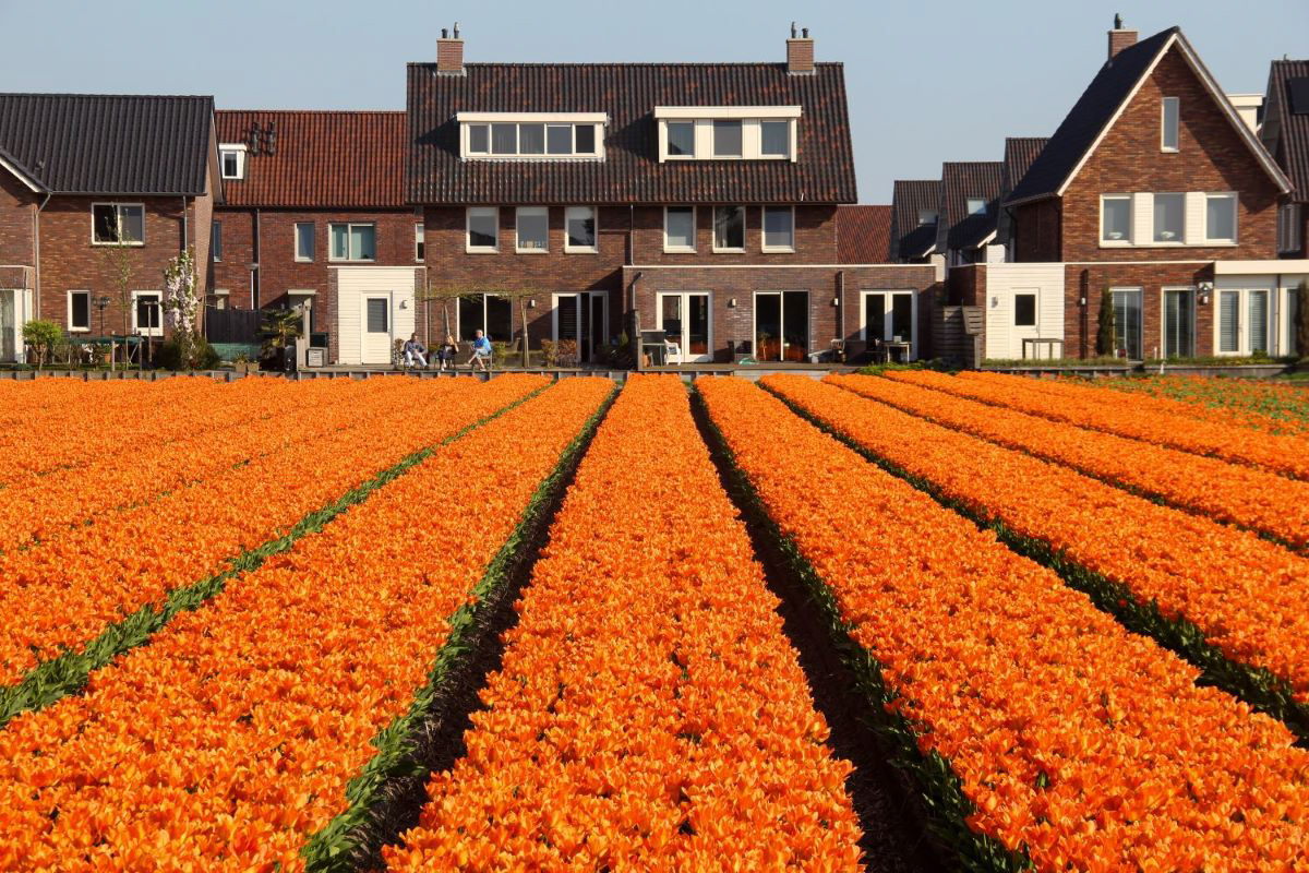 Bright orange tulip fields in Lisse, Netherlands