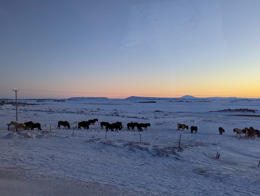 Horses on the Golden Circle in Iceland, with the sunrise in the background. Taken from a coach window. 