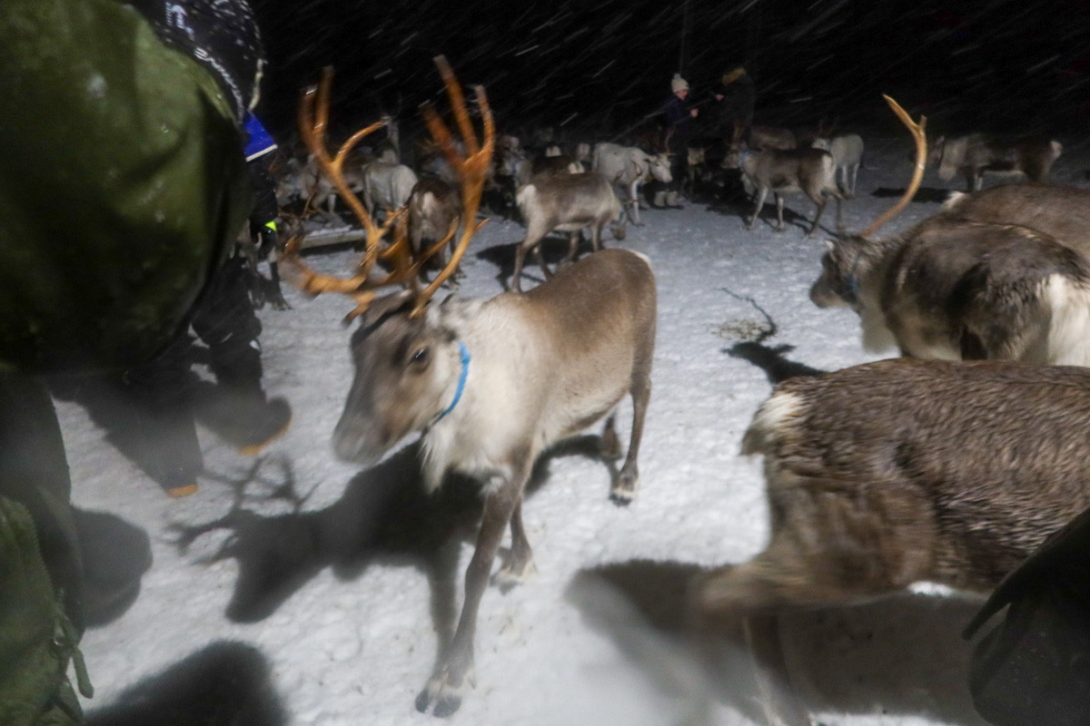 Reindeer in a snowy enclosure near Tromso in Norway