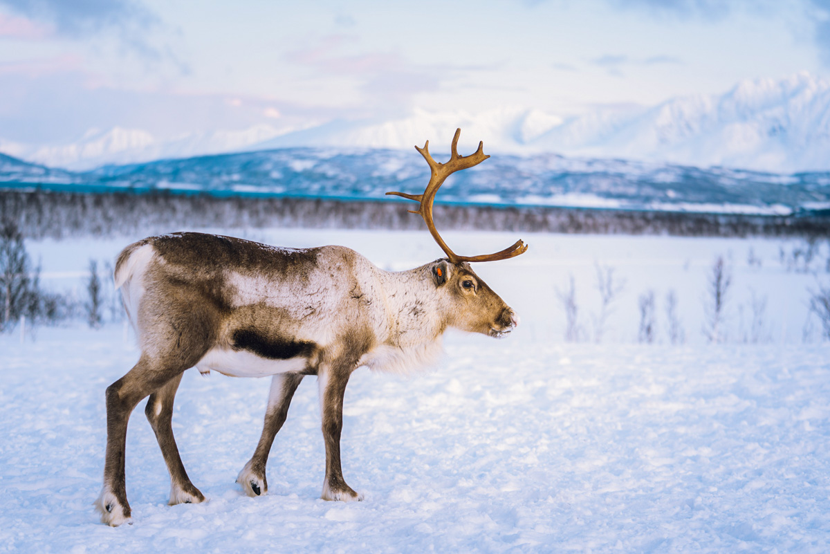 Reindeer standing in the snow with a mountain in the background.