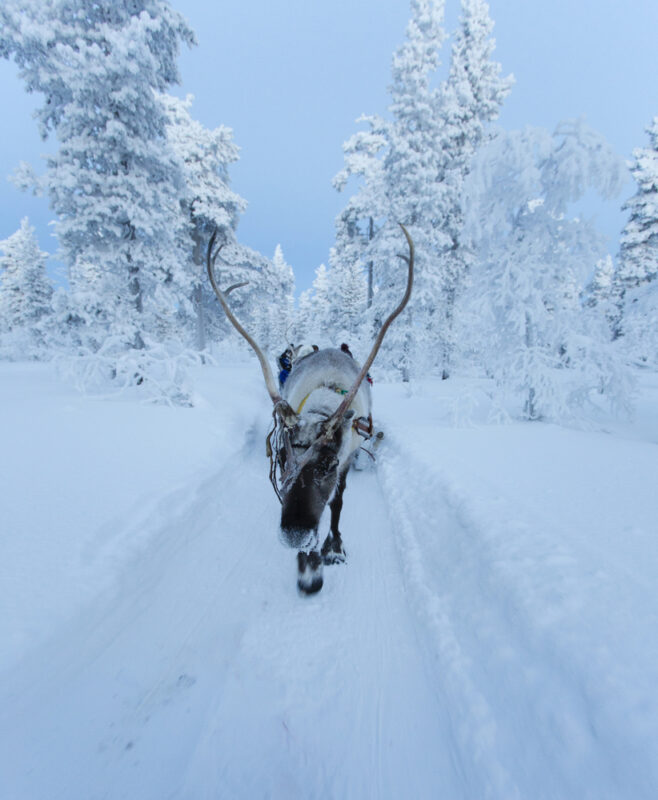 Saariselka, Finland - December 29, 2017: reindeersledding in Lapland during polar night